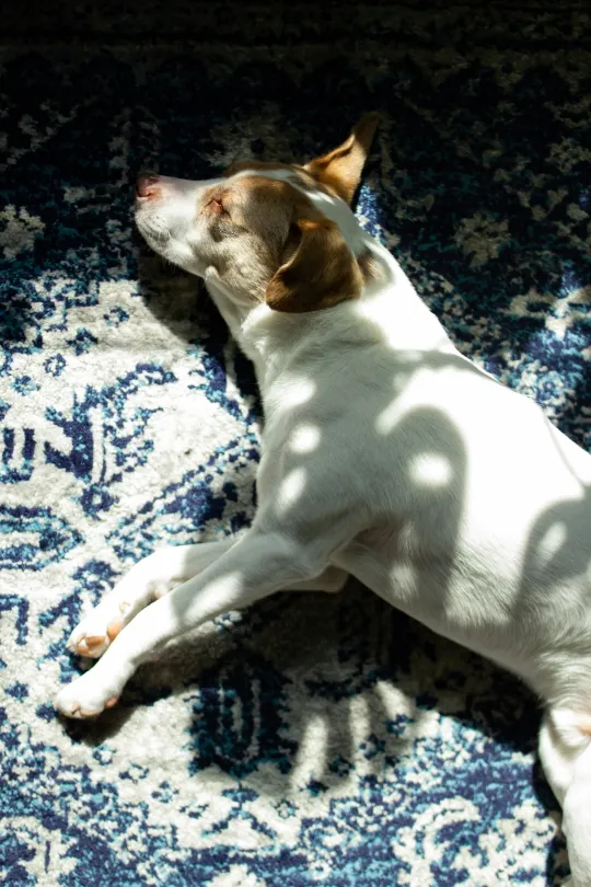 Rugs